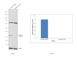 DARPP-32 Monoclonal Antibody (K.935.4), Invitrogen 100 &mu;L; Unconjugated:Antibodies,