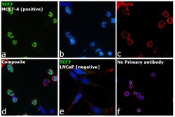 Invitrogen TCF7 Monoclonal Antibody (G.452.9) 100 &mu;L; Unconjugated:Antibodies,