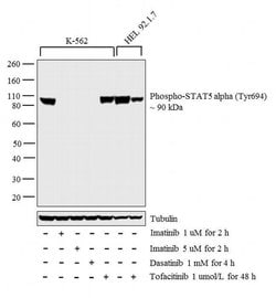 Invitrogen Phospho-STAT5 alpha (Tyr694) Monoclonal Antibody (S.161.3) 100