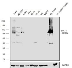 Invitrogen STAT4 Monoclonal Antibody (H.56.9) 100 &mu;L | Buy Online | Invitrogen&trade; | Fisher Scientific