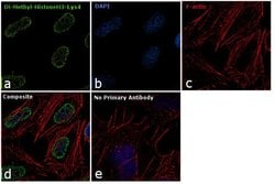 Invitrogen H3K4me2 Monoclonal Antibody (T.767.5) 100 &mu;L; Unconjugated:Antibodies,