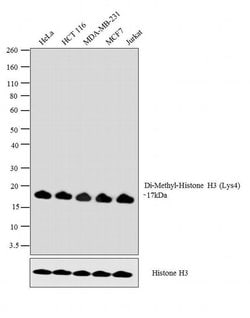 Invitrogen H3K4me2 Monoclonal Antibody (T.767.5) 100 &mu;L; Unconjugated:Antibodies,