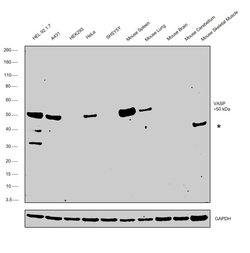 Invitrogen VASP Monoclonal Antibody (G.903.3) 100 &mu;L; Unconjugated:Antibodies,