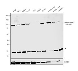 Invitrogen Catenin alpha-1 Monoclonal Antibody (J.783.6) 100 &mu;L; Unconjugated:Antibodies,