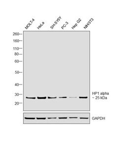 Invitrogen HP1 alpha Monoclonal Antibody (F.747.6) 100 &mu;L; Unconjugated:Antibodies,