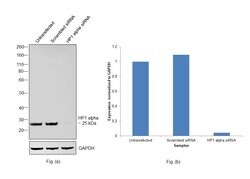 Invitrogen HP1 alpha Monoclonal Antibody (F.747.6) 100 &mu;L; Unconjugated:Antibodies,