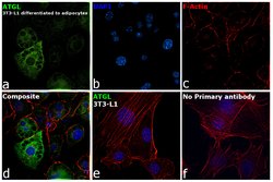 Invitrogen ATGL Monoclonal Antibody (K.751.7) 100 &mu;L; Unconjugated:Antibodies,