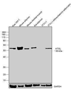 Invitrogen ATGL Monoclonal Antibody (K.751.7) 100 &mu;L; Unconjugated:Antibodies,