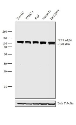 Invitrogen IRE1 alpha Monoclonal Antibody (J.607.10) 100 &mu;L; Unconjugated:Antibodies,