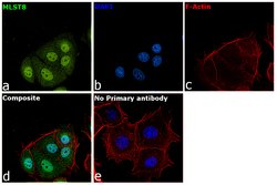 Invitrogen GBL Monoclonal Antibody (E.169.2) 100 &mu;L; Unconjugated:Antibodies,