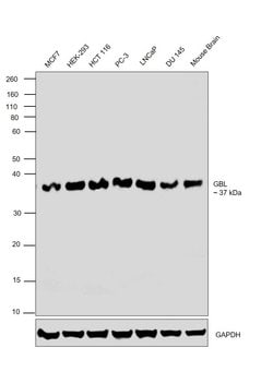 Invitrogen GBL Monoclonal Antibody (E.169.2) 100 &mu;L; Unconjugated:Antibodies,