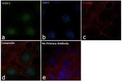 Invitrogen 4EBP1 Monoclonal Antibody (E.992.6) 100 &mu;L; Unconjugated:Antibodies