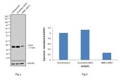 Invitrogen 4EBP1 Monoclonal Antibody (554R16) 100 &mu;g; Unconjugated:Anticuerpos
