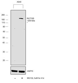 Invitrogen&trade;&nbsp;RICTOR Monoclonal Antibody (J.644.6)