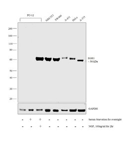Invitrogen EGR1 Monoclonal Antibody (T.160.5) 100 &mu;L; Unconjugated:Antibodies,