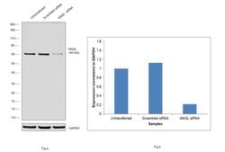 Invitrogen N-WASP Monoclonal Antibody (C.427.3) 100 &mu;L; Unconjugated:Antibodies,