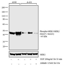 Invitrogen Phospho-MEK1/MEK2 (Ser217, Ser221) Monoclonal Antibody (C.158.9)