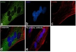 Invitrogen GYS1 Monoclonal Antibody (J.18.5) 100 &mu;L; Unconjugated:Antibodies,