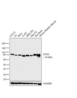 Invitrogen GYS1 Monoclonal Antibody (J.18.5) 100 &mu;L; Unconjugated:Antibodies,