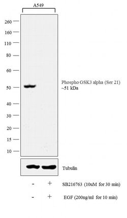 Invitrogen Phospho-GSK3 alpha/beta (Ser21, Ser9) Monoclonal Antibody (K.857.1)