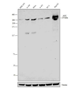 Invitrogen Acetyl-CoA Carboxylase Monoclonal Antibody (B.800.8) 100 &mu;L;