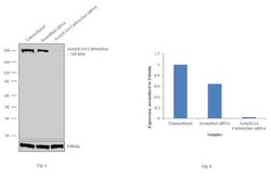 Invitrogen Acetyl-CoA Carboxylase Monoclonal Antibody (B.800.8) 100 &mu;L;