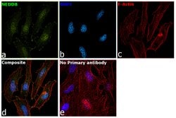 Invitrogen NEDD8 Monoclonal Antibody (B.226.2) 100 μL; Unconjugated:Antibodies,