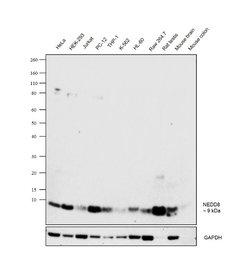 Invitrogen NEDD8 Monoclonal Antibody (B.226.2) 100 μL; Unconjugated:Antibodies,