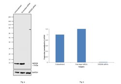 Invitrogen NEDD8 Monoclonal Antibody (B.226.2) 100 μL; Unconjugated:Antibodies,
