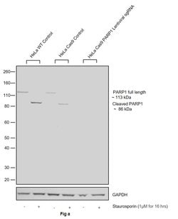 Invitrogen PARP1 Monoclonal Antibody (C.384.8) 100 &mu;L; Unconjugated:Antibodies,