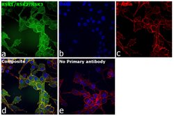 Invitrogen RSK1/RSK2/RSK3 Monoclonal Antibody (F.940.7) 100 &mu;L; Unconjugated:Antibodies,