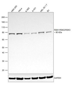 Invitrogen RSK1/RSK2/RSK3 Monoclonal Antibody (F.940.7) 100 &mu;L; Unconjugated:Antibodies,