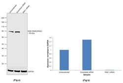 Invitrogen RSK1/RSK2/RSK3 Monoclonal Antibody (F.940.7) 100 &mu;L; Unconjugated:Antibodies,