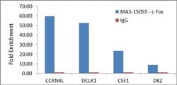 Invitrogen c-Fos Monoclonal Antibody (T.142.5) 100 &mu;L; Unconjugated:Antibodies,