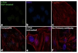 Invitrogen c-Fos Monoclonal Antibody (T.142.5) 100 &mu;L; Unconjugated:Antibodies,
