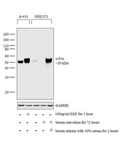 Invitrogen c-Fos Monoclonal Antibody (T.142.5) 100 &mu;L; Unconjugated:Antibodies,