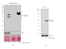 Invitrogen TGF beta-1 Monoclonal Antibody (F.888.7) 100 &mu;L; Unconjugated:Antibodies,