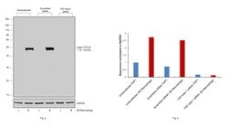 Invitrogen TGF beta-1 Monoclonal Antibody (F.888.7) 100 &mu;L; Unconjugated:Antibodies,
