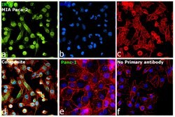 Invitrogen IRS1 Monoclonal Antibody (K.346.8) 100 &mu;L; Unconjugated:Antibodies,