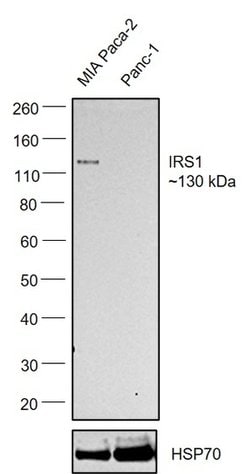Invitrogen IRS1 Monoclonal Antibody (K.346.8) 100 &mu;L; Unconjugated:Antibodies,