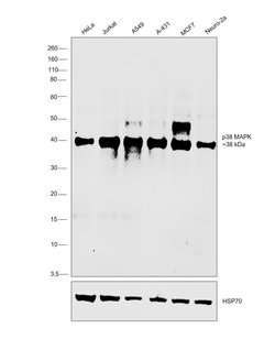 Invitrogen p38 MAPK alpha Monoclonal Antibody (H.477.1) 100 &mu;L; Unconjugated:Antibodies,