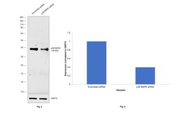Invitrogen p38 MAPK alpha Monoclonal Antibody (H.477.1) 100 &mu;L; Unconjugated:Antibodies,