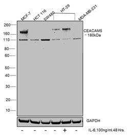 Invitrogen CEA Monoclonal Antibody (H.426.3) 100 &mu;L; Unconjugated:Antibodies,