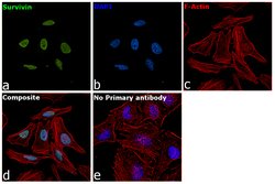 Invitrogen Survivin Monoclonal Antibody (J.33.5) 100 &mu;L; Unconjugated:Antibodies,