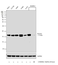 Invitrogen Survivin Monoclonal Antibody (J.33.5) 100 &mu;L; Unconjugated:Antibodies,
