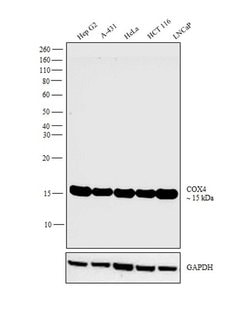 Invitrogen COX4 Monoclonal Antibody (K.473.4) 100 &mu;L; Unconjugated:Antibodies,