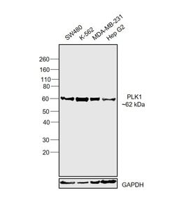 Invitrogen PLK1 Monoclonal Antibody (E.456.6) 100 &mu;L; Unconjugated:Antibodies,