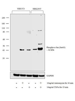 Invitrogen Phospho-c-Jun (Ser63) Monoclonal Antibody (J.973.7) 100 &mu;L;