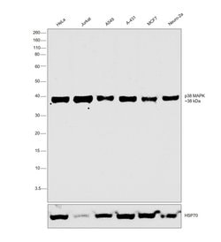 Invitrogen p38 MAPK alpha Monoclonal Antibody (J.491.1) 100 &mu;L; Unconjugated:Antibodies,