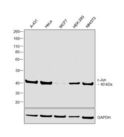 Invitrogen c-Jun Monoclonal Antibody (T.731.6) 100 &mu;L; Unconjugated:Antibodies,